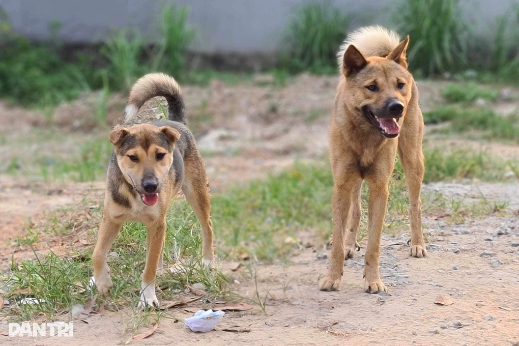 Chủ quán thịt chó tử vong do mắc bệnh dại - 2