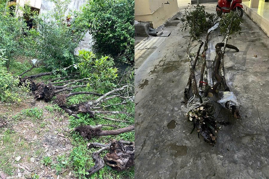 Săn cây muội hồng có thể bị truy cứu trách nhiệm hình sự - 2