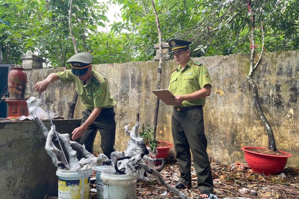 Săn cây muội hồng có thể bị truy cứu trách nhiệm hình sự - 1