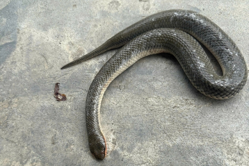 Cụ bà 92 tuổi đánh chết con rắn sau khi bị cắn vào tay - 2