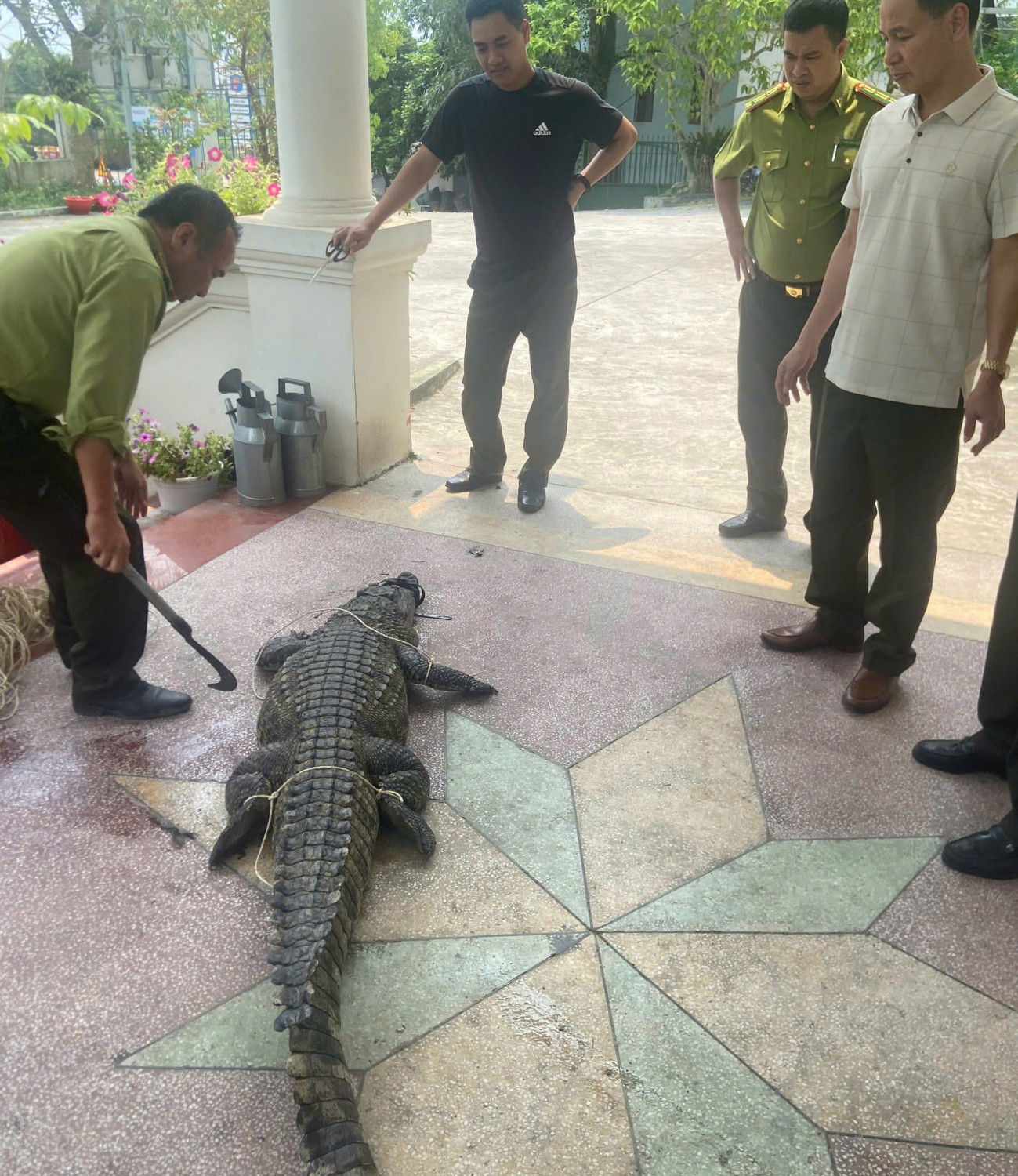 Bắt giữ cá sấu nước ngọt nguy hiểm tại Đường Hoa , 2026 - Ảnh 2. Bắt giữ cá sấu nước ngọt nguy hiểm tại Đường Hoa , 2026 - Ảnh 2.