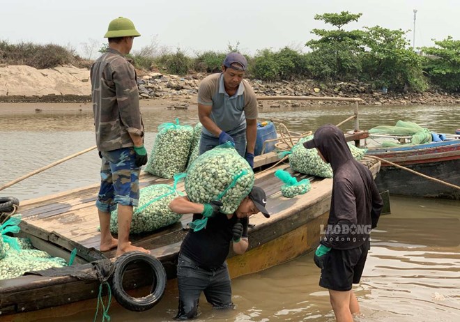 Nghề vác ngao kiếm tiền triệu mỗi ngày ở Hưng Yên