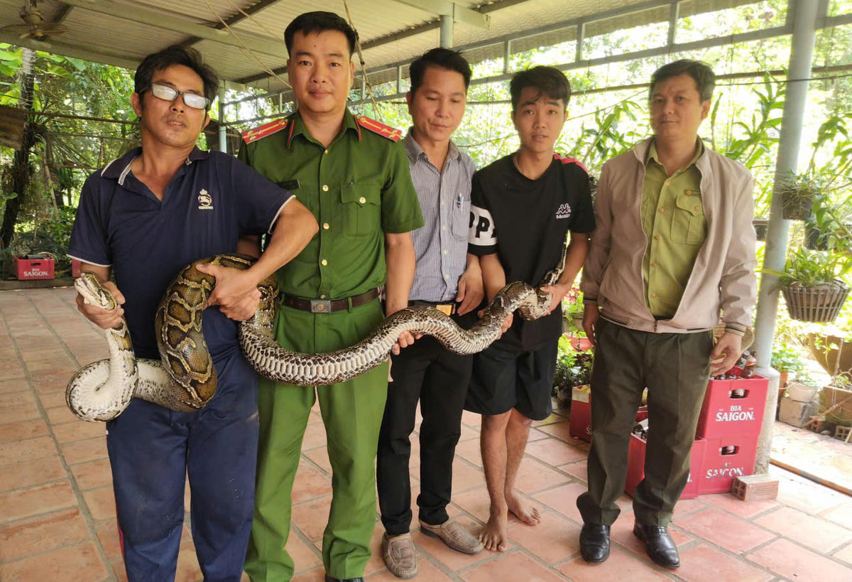 Cá thể trăn đất nặng 14 kg được người dân phối hợp cùng lực lượng chức năng thả về môi trường rừng tự nhiên. Ảnh: Công an xã Hưng Thuận.