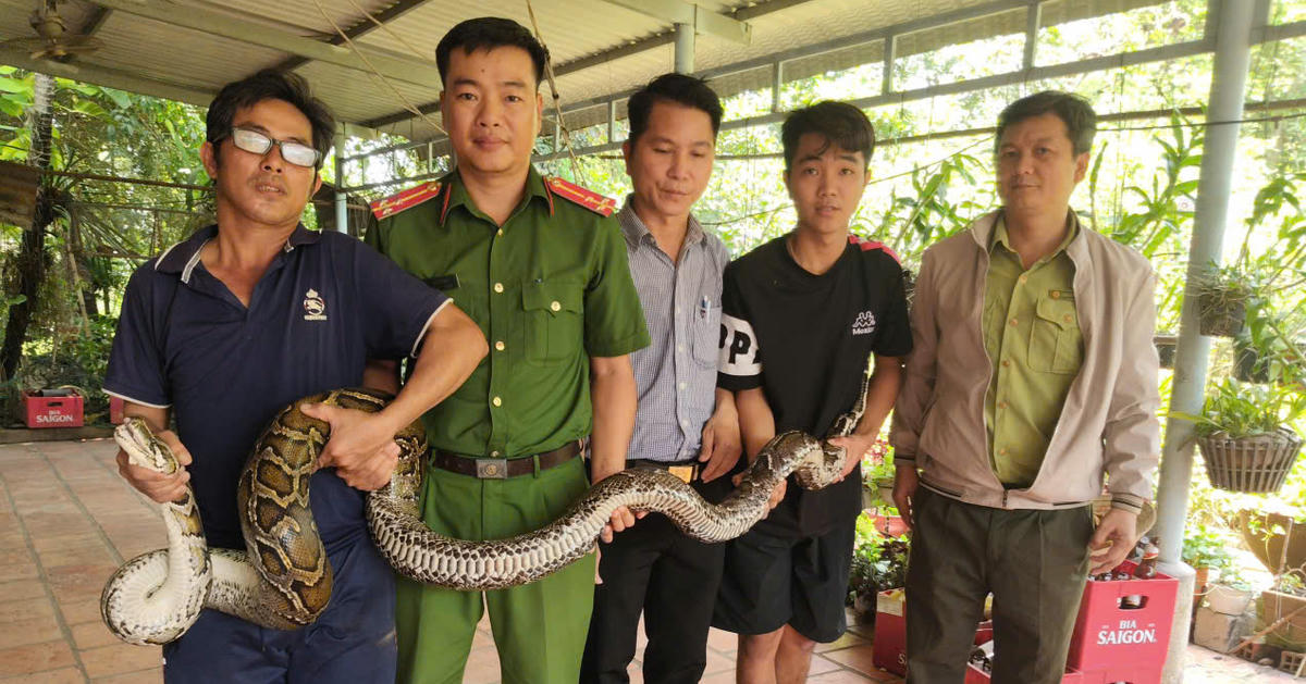 Tây Ninh: Liên tiếp phát hiện trăn quý ở vườn nhà dân