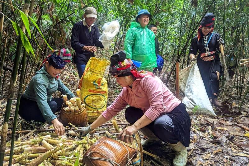 Đến Chiềng Lao, Sơn La ngày nghỉ lễ, khách có thể tự tay hái măng rừng