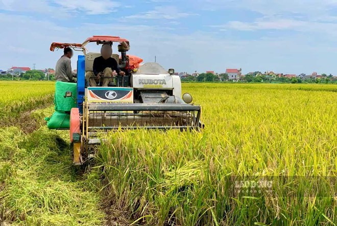 Công an Hưng Yên cảnh báo tình trạng bảo kê máy gặt mùa thu hoạch lúa