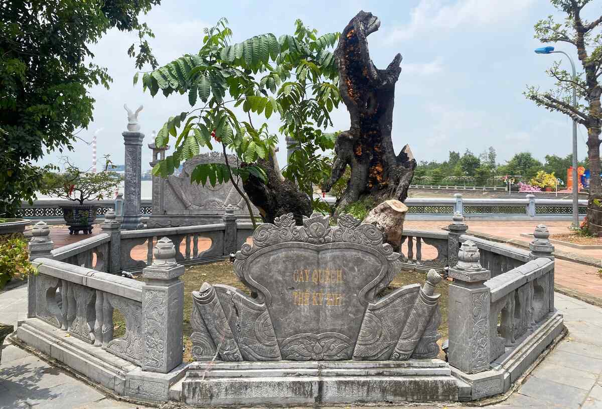Trải qua những thăng trầm của lịch sử, cây quếch cổ hơn 700 năm tuổi vẫn nằm bên dòng sông Bạch Đằng cạnh Miếu Vua Bà, Đền Trần Hưng Đạo, chứng tích còn lại cho giai thoại bà bán hàng nước giúp Trần Hưng Đạo chiến thắng quân Nguyên Mông. Ảnh: Nguyễn Huệ