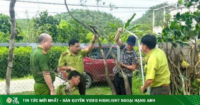 Kiểm lâm Ninh Bình xử lý 8 vụ khai thác, tàng trữ cây muội hồng, phạt 45 triệu đồng