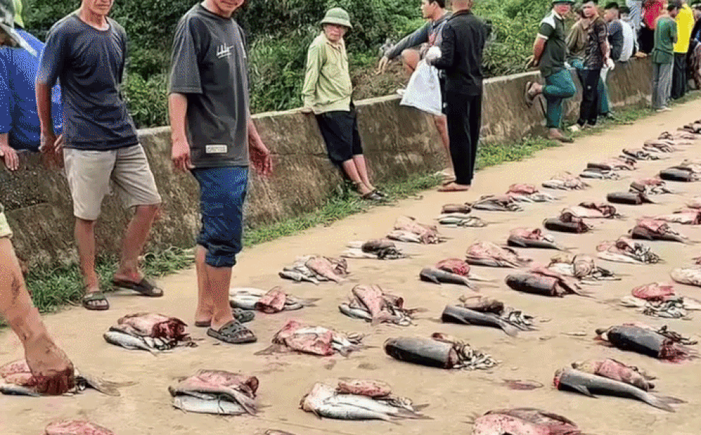 Cả làng ở Phú Thọ góp tiền nuôi cá chung, thu cả tấn chia cho từng hộ - 1 Cả làng ở Phú Thọ góp tiền nuôi cá chung, thu cả tấn chia cho từng hộ - 1