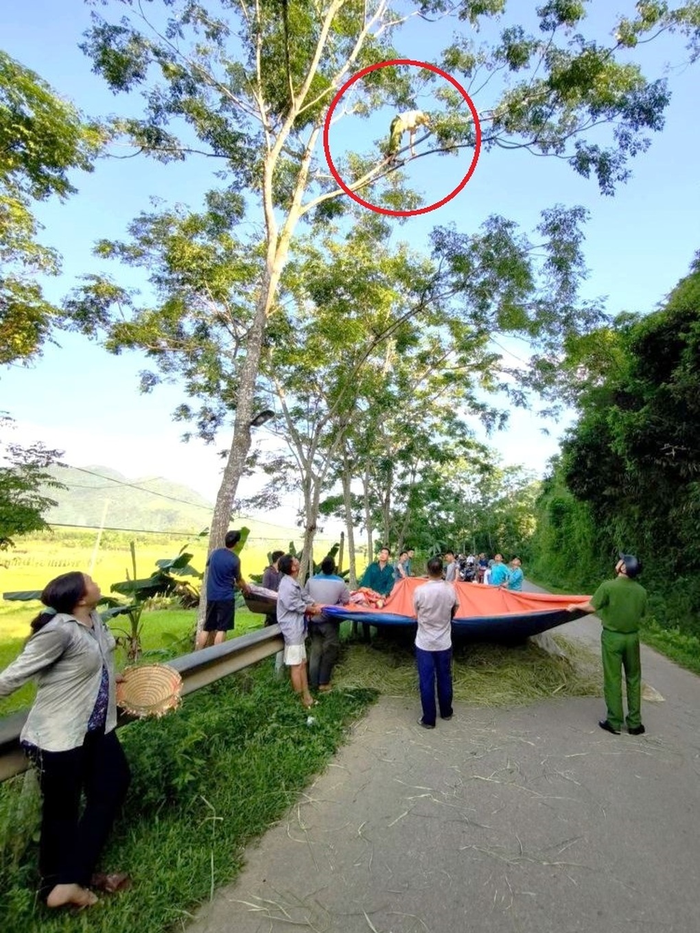 Cứu người đàn ông trèo lên cây cao 15m, đứng chơi vơi trên không trung - 1