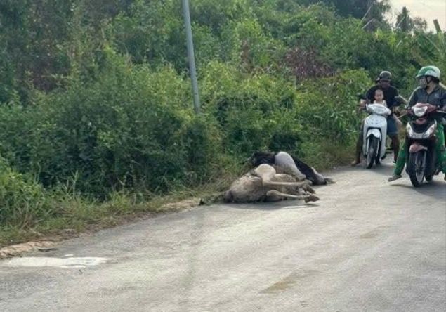 Phát hiện 10 con đà điểu trên đường ở Tây Ninh, 6 con đã chết