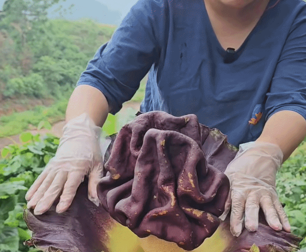 Gia đình ở Lào Cai bất ngờ với cây hoa khổng lồ, toả mùi thối trong đêm - 1