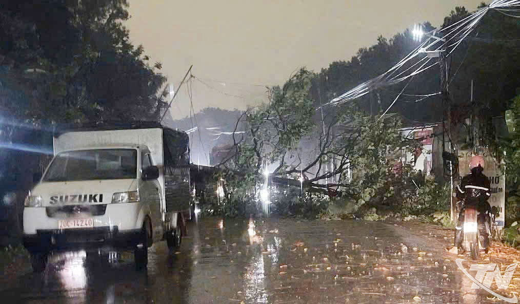 Trận mưa dông diễn ra trong tháng 4-2026, khiến một số cây xanh bị gãy đổ. Ảnh T.L