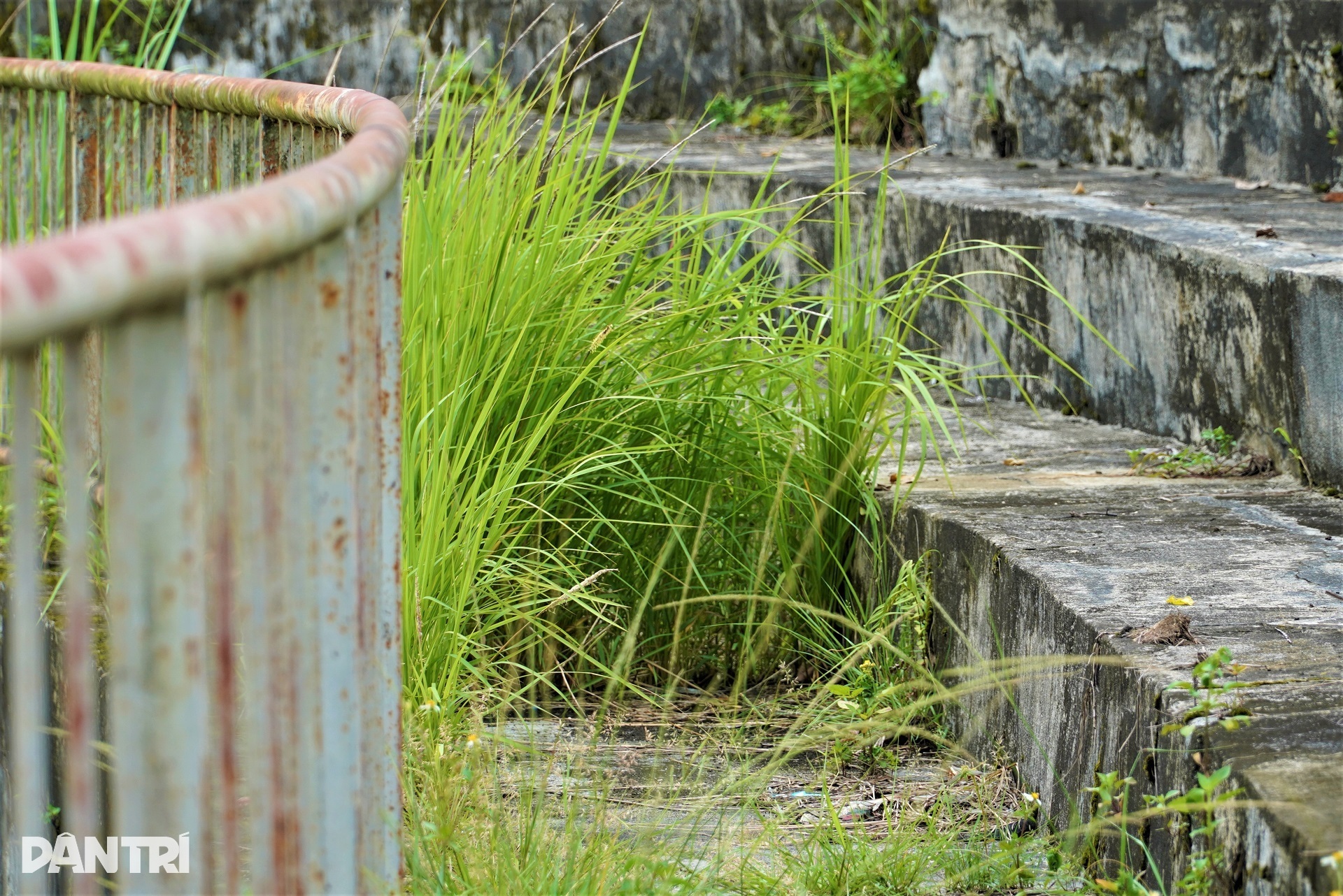 Sân vận động quy mô lớn một thời thành nơi chăn thả trâu bò - 6