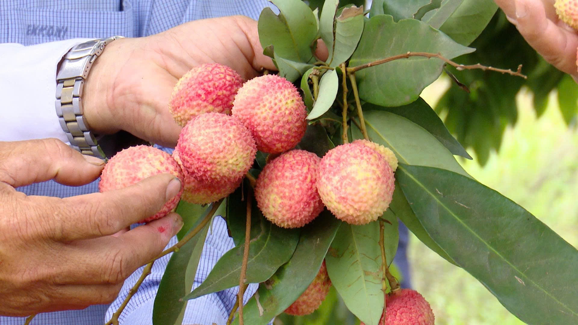 Vải trứng tại Hưng Yên