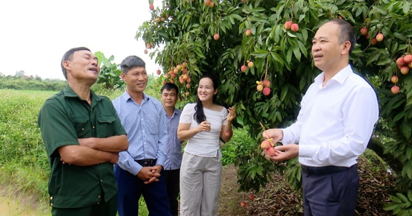 Vải trứng Hưng Yên hút khách: Chưa vào chính vụ, nhà vườn đã tấp nập khách đặt mua