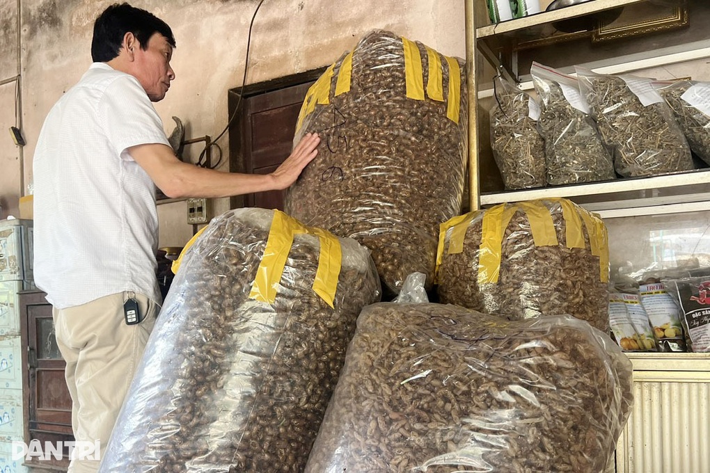 Xác ve sầu gần 2 triệu đồng/kg, người dân Gia Lai đổ xô vào rừng tìm - 1 Xác ve sầu gần 2 triệu đồng/kg, người dân Gia Lai đổ xô vào rừng tìm - 1