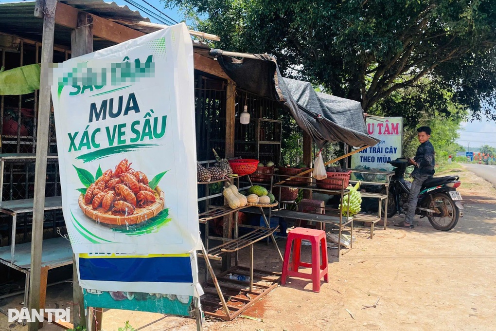 Xác ve sầu gần 2 triệu đồng/kg, người dân Gia Lai đổ xô vào rừng tìm - 3 Xác ve sầu gần 2 triệu đồng/kg, người dân Gia Lai đổ xô vào rừng tìm - 3