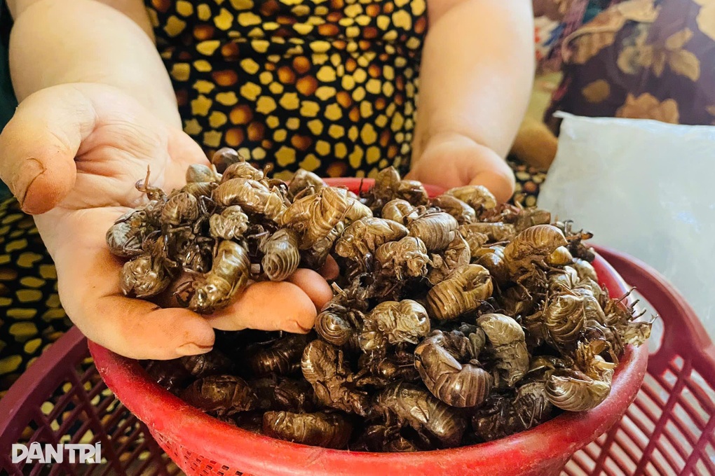 Xác ve sầu gần 2 triệu đồng/kg, người dân Gia Lai đổ xô vào rừng tìm - 2 Xác ve sầu gần 2 triệu đồng/kg, người dân Gia Lai đổ xô vào rừng tìm - 2