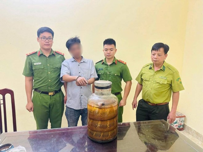 Phát hiện người đàn ông mang rượu ngâm rắn hổ mang chúa đi bán ở Ninh Bình