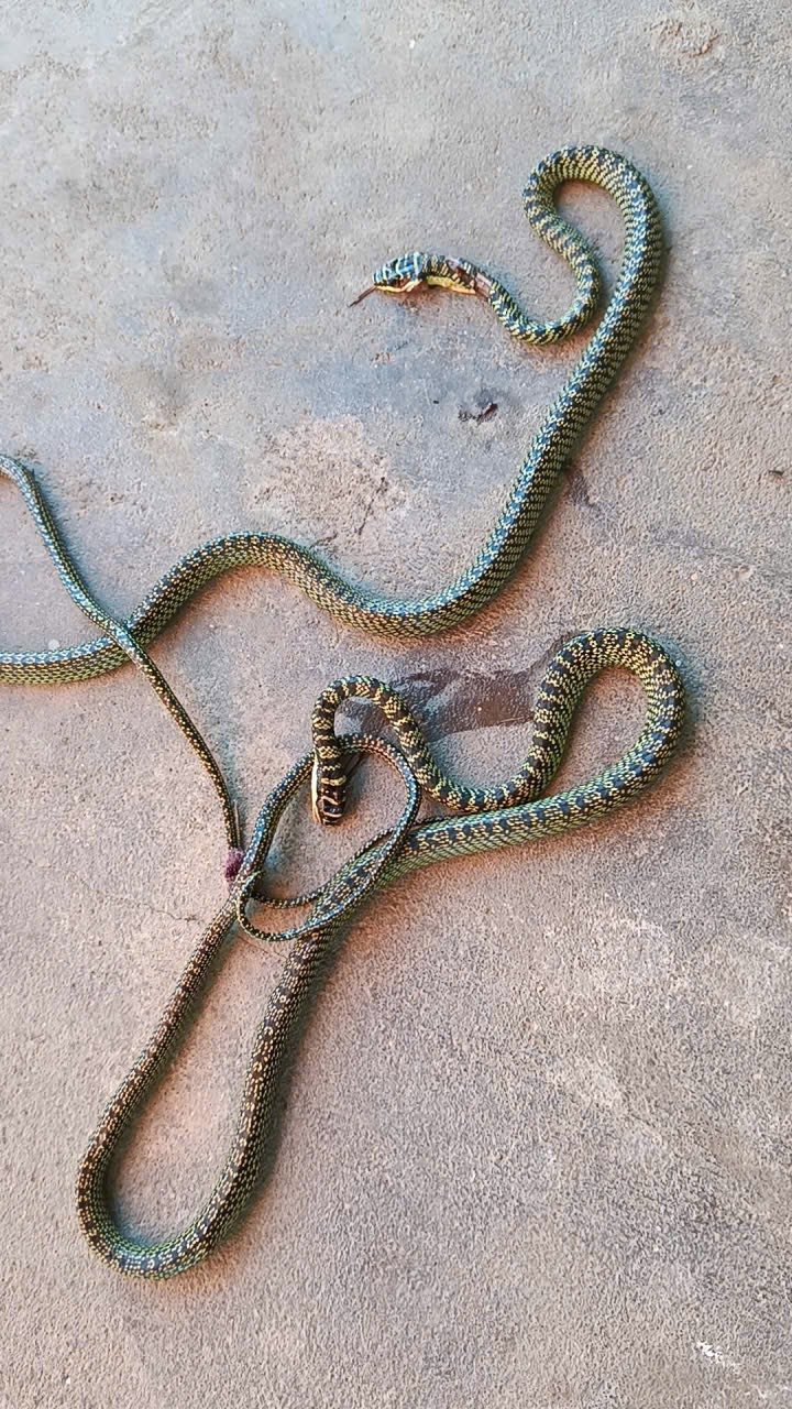 ran anh 1