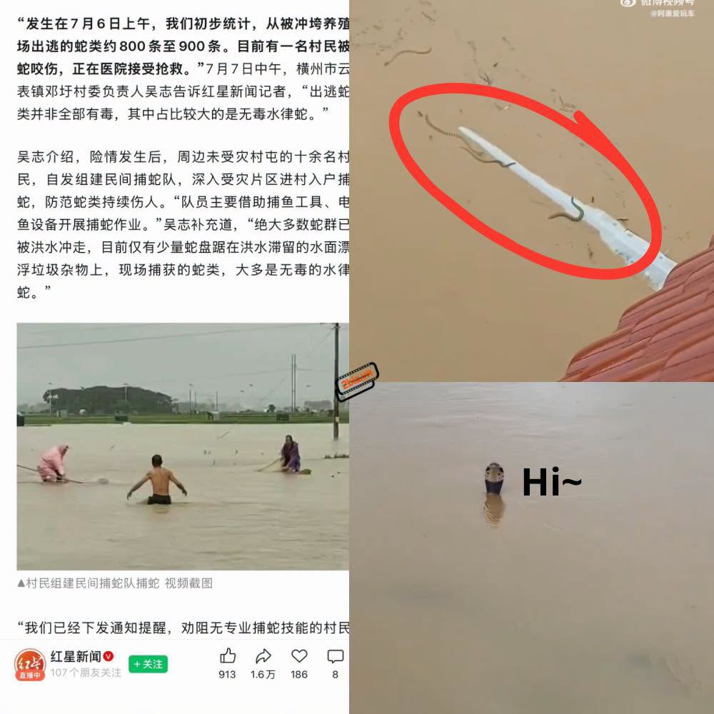 HI HỮU:  800 – 900 CON RẮN ‘TẨU THOÁT’ KHỎI TRANG TRẠI RẮN DO LŨ LỤT