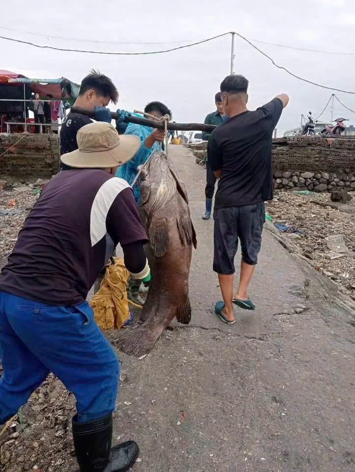 Cẩm Phả: Bắt được cá khổng lồ nặng khoảng 70kg, dân mạng đồn đoán là cá song vang.