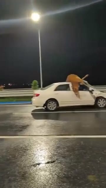 Đi cả dàn Lamborghini 🥲